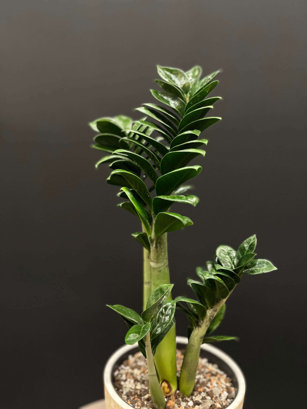 Замиокулькас Зензи 50 см