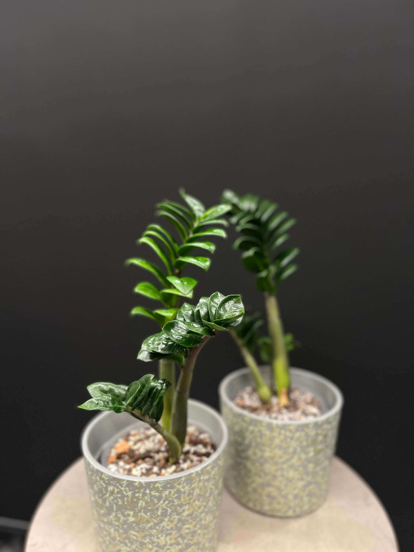 Замиокулькас Зензи 45 см