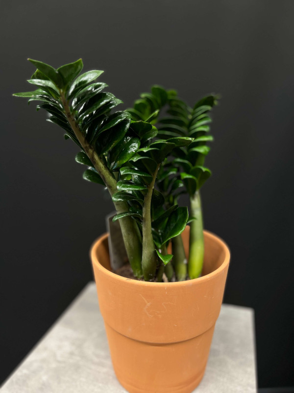 Замиокулькас Зензи 40 см