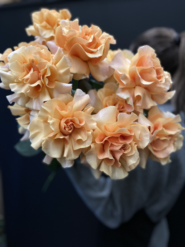 Французская роза Персиковая