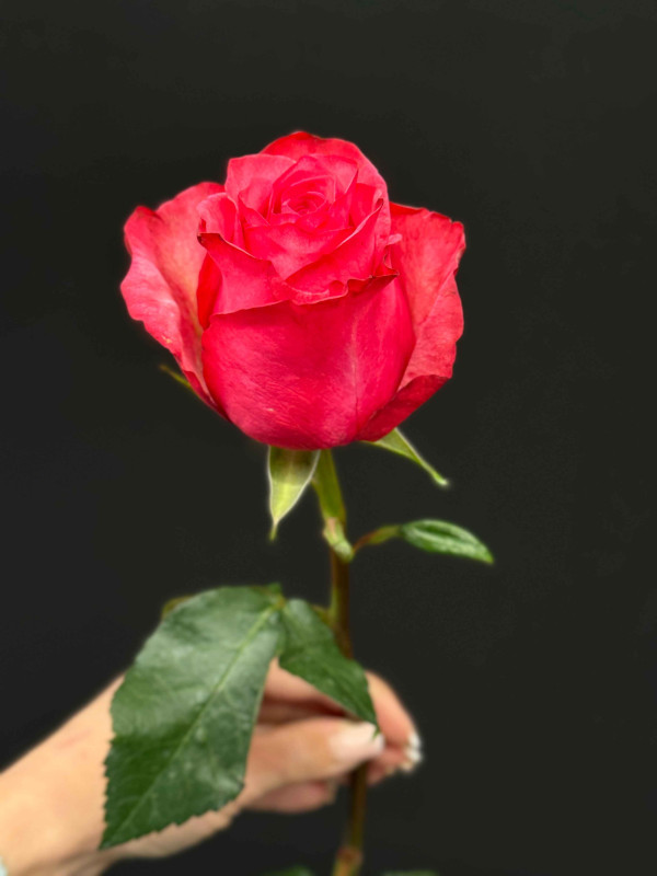 Роза малиновая ЭКВАДОР