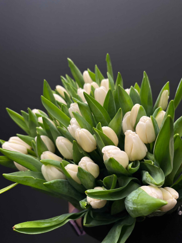 Тюльпан Белый