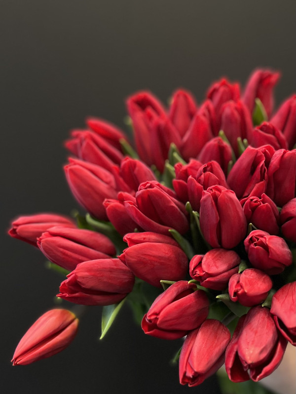 Тюльпан Красный