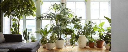 Самые неприхотливые комнатные растения: фото и названия