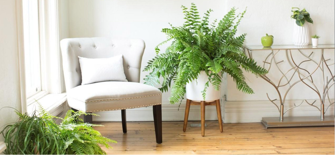 КОМНАТНЫЕ ПАПОРОТНИКИ