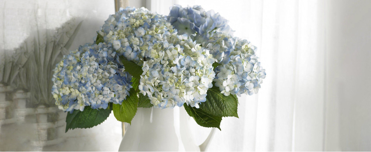 Гортензия: как ухаживать за срезанными цветами в вазе