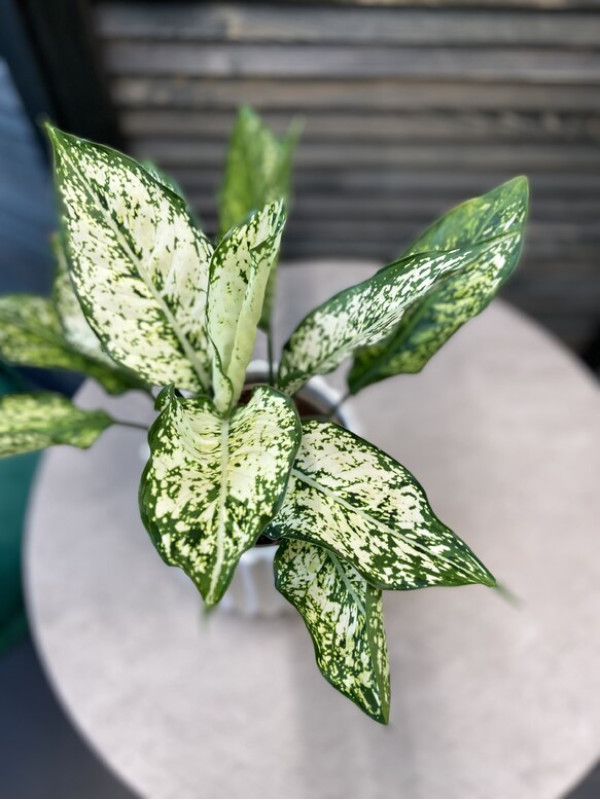 Аглаонема Фёрст Даймонд 40 см