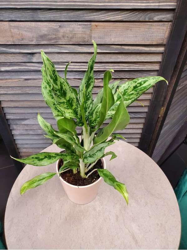 Аглаонема Крылья Ангела 40 см