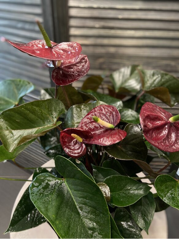 Антуриум Андре Блек Лав 70 см