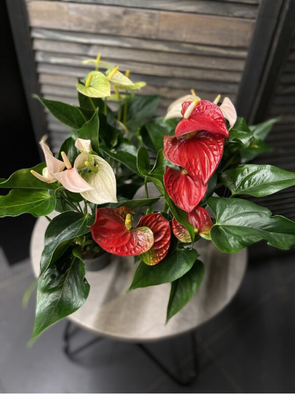 Антуриум Андре Микс 40 см