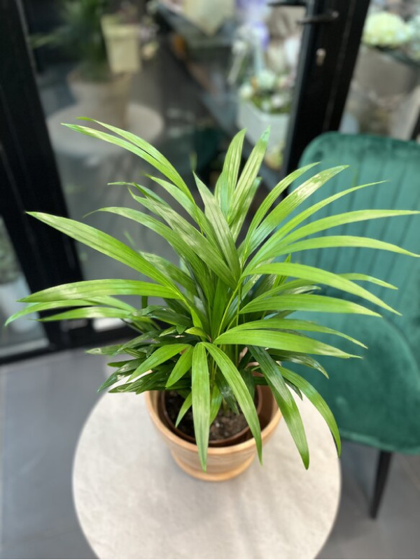 Арека Дипсис 50 см