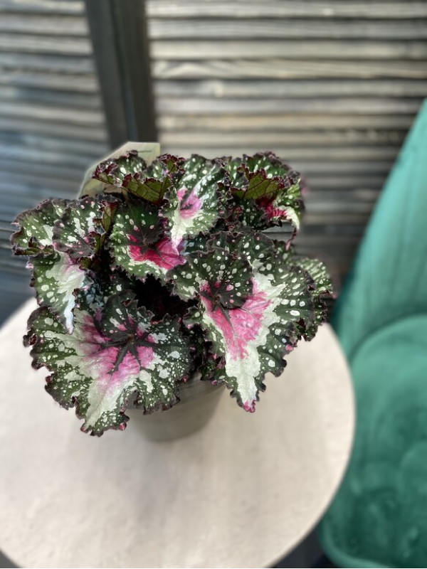 Бегония Королевская Рекс 30 см