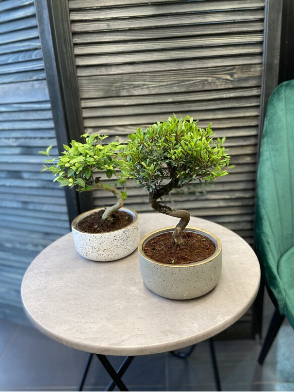 Бонсай Микс в Кашпо 30 см