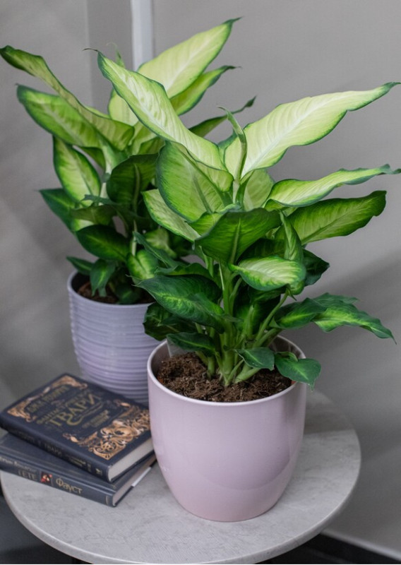 Диффенбахия Саммер Стайл 50 см