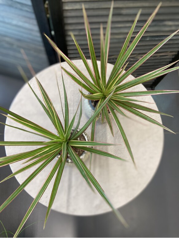 Драцена Биколор 20 см