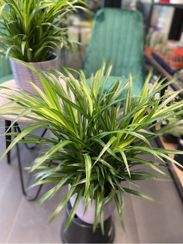 Драцена Рефлекса 60 см