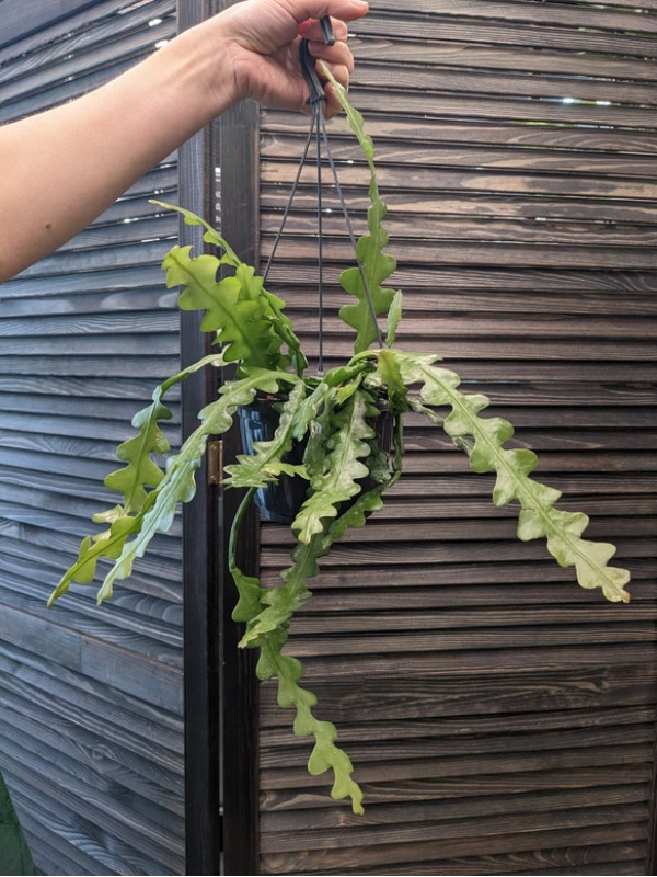 Эпифиллум 20 см