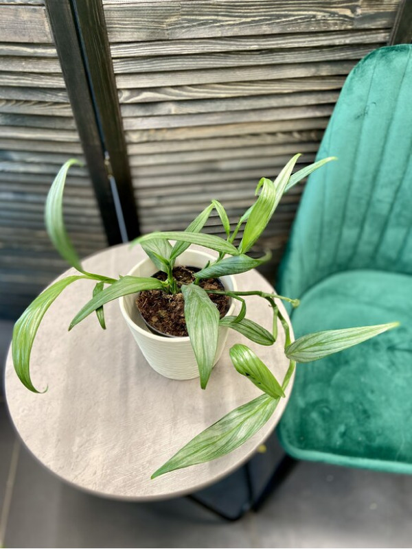 Эпипремнум Амплиссимум 30 см