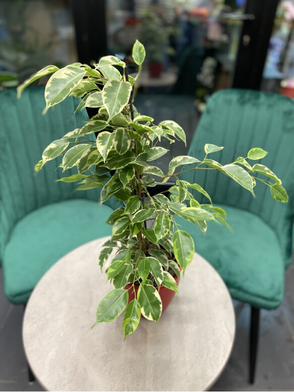 Фикус Бенджамина Анастасия Пестролистный 40 см