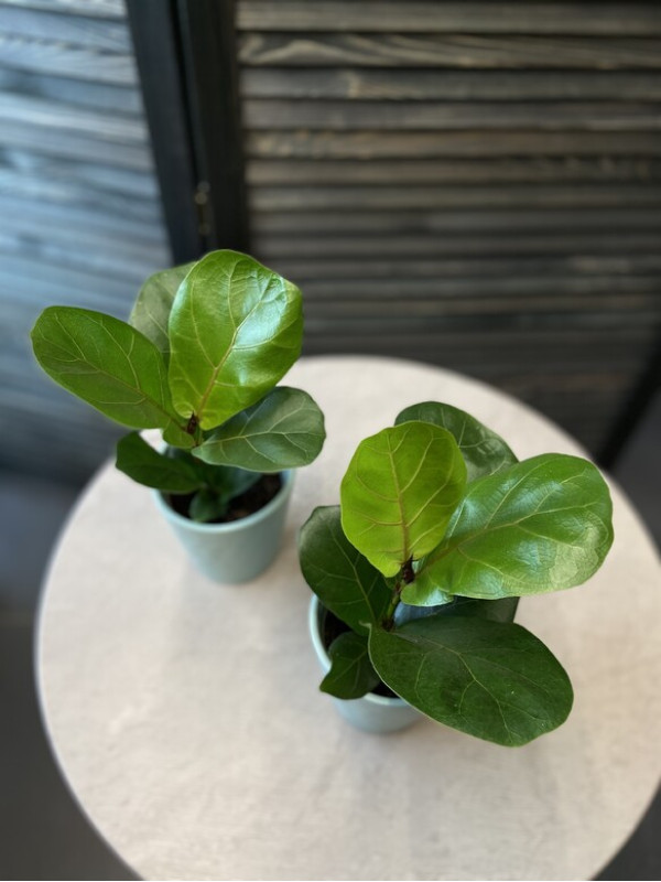 Фикус Лирата 20 см