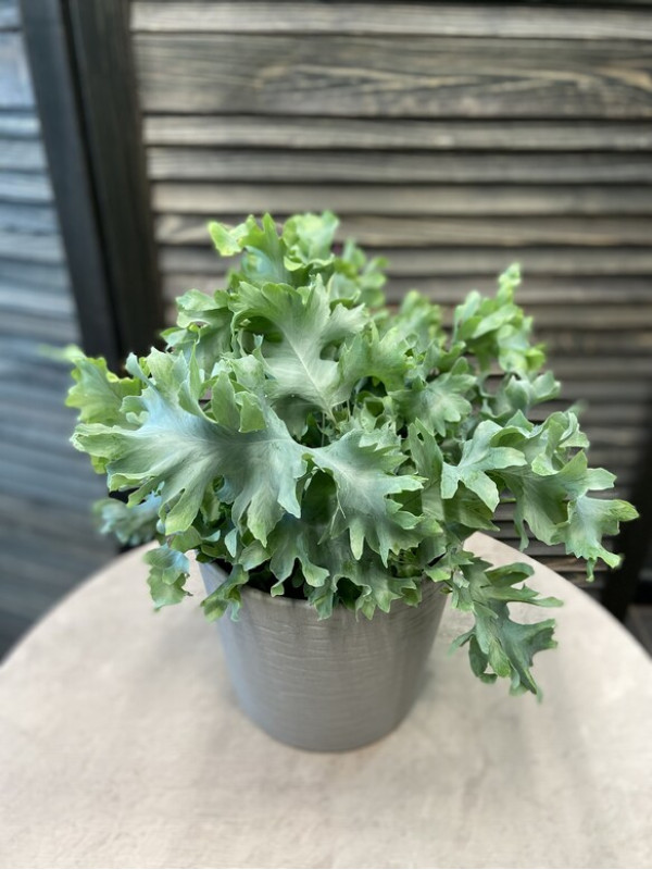 Флебодиум Давана 30 см