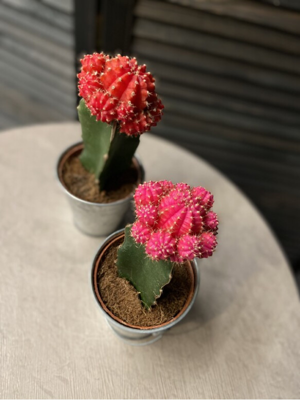 Гимнокалициум Михановича 20 см