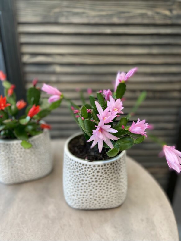 Хатиора Гартнера 20 см