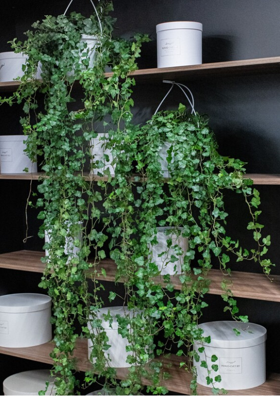 Хедера Зеленолистная 150 см