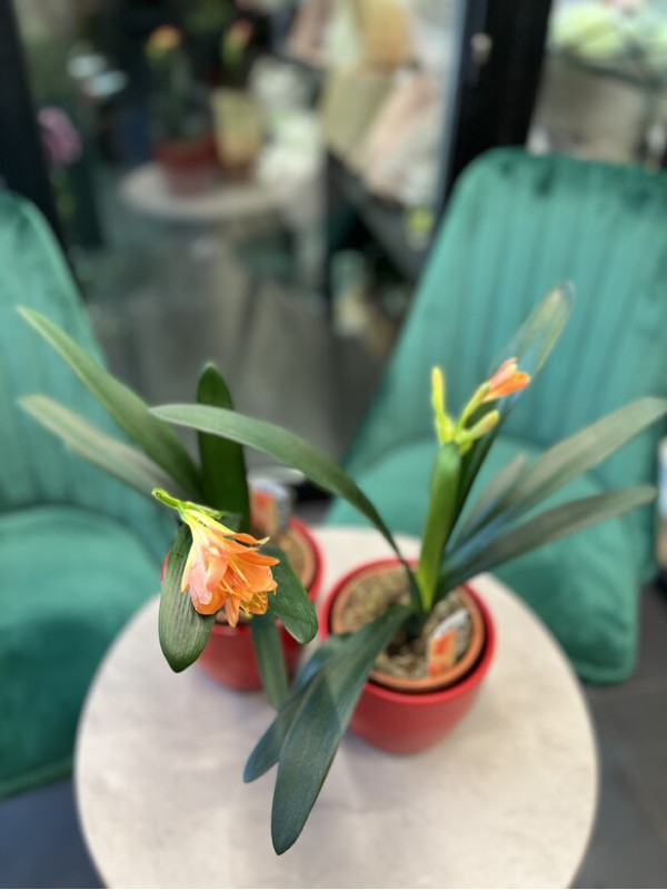 Кливия 30 см