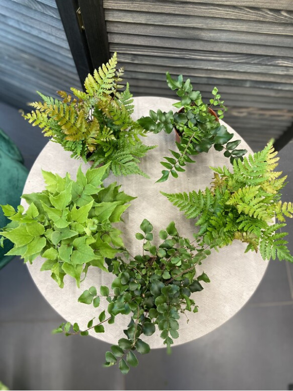 Папоротник Микс 14 см