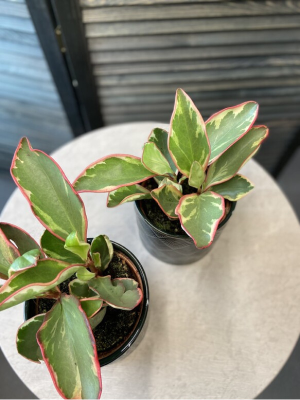 Пеперомия Джелли 20 см