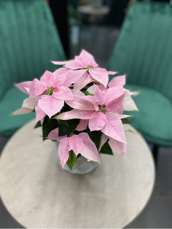 Пуансеттия Розовая 30 см