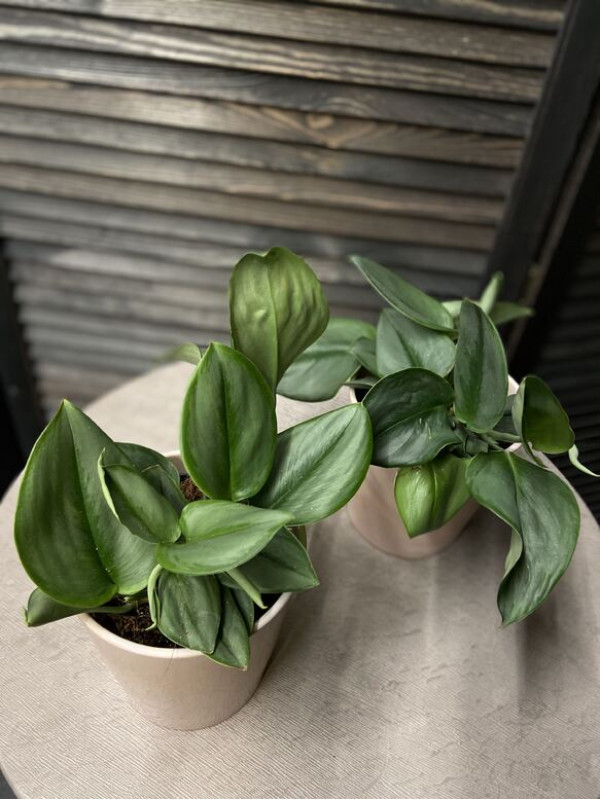 Сциндапсус Треби Мунлайт 30 см