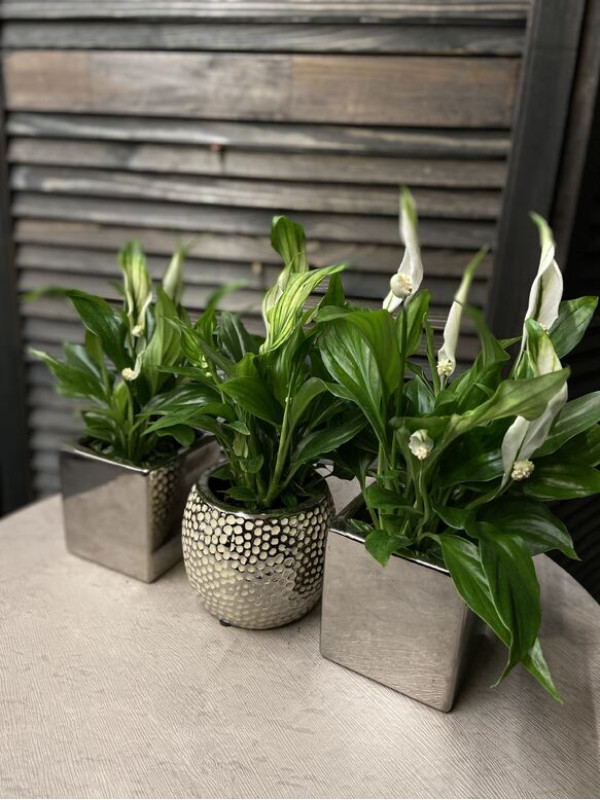 Спатифиллум Перл Купидо 30 см