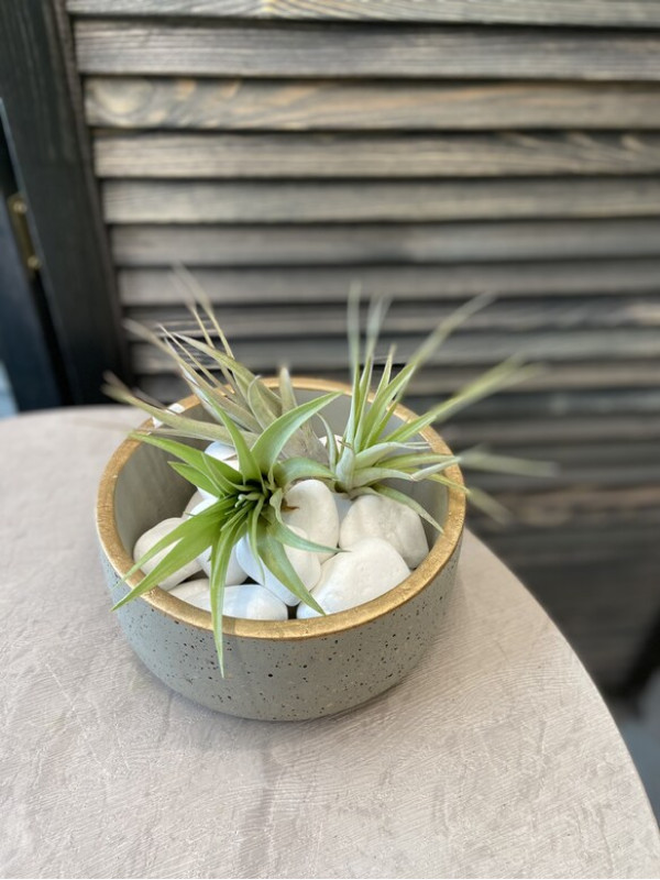 Тилландсия Абдита 5 см