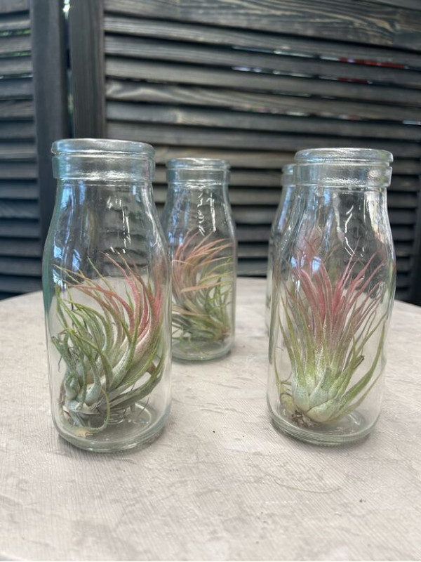 Тилландсия атмосферная Ионанта 5 см