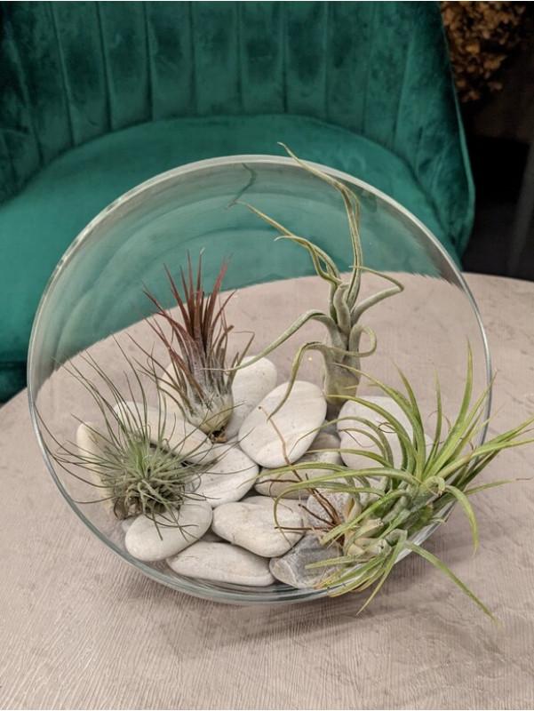 Тилландсия атмосферная Микс 5 см