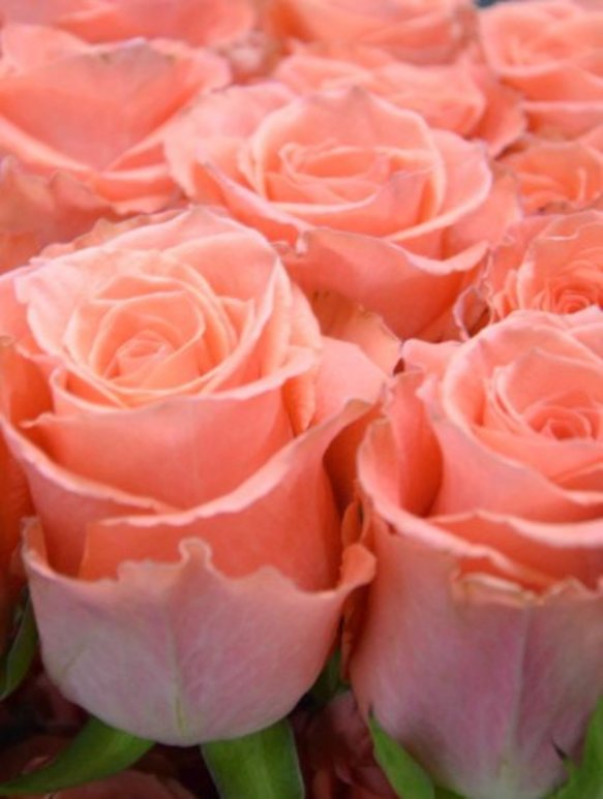 Роза розовая ЭКВАДОР