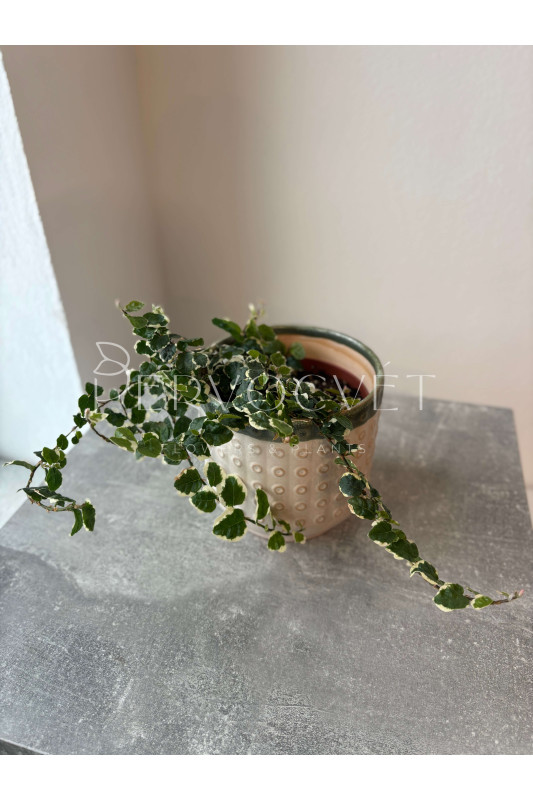 Фикус Пумила Вайт Санни 20 см