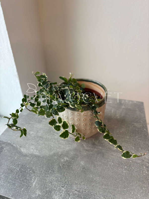 Фикус Пумила Вайт Санни 20 см