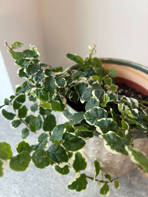 Фикус Пумила Вайт Санни 20 см