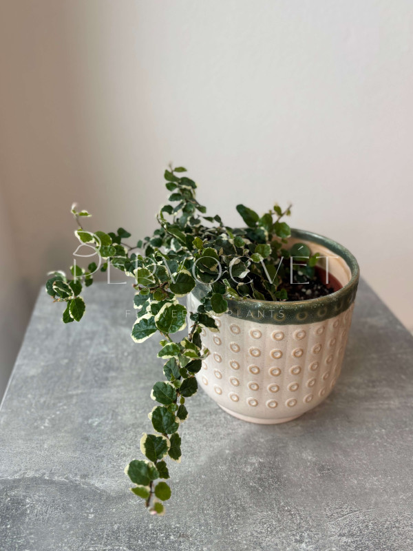 Фикус Пумила Вайт Санни 20 см