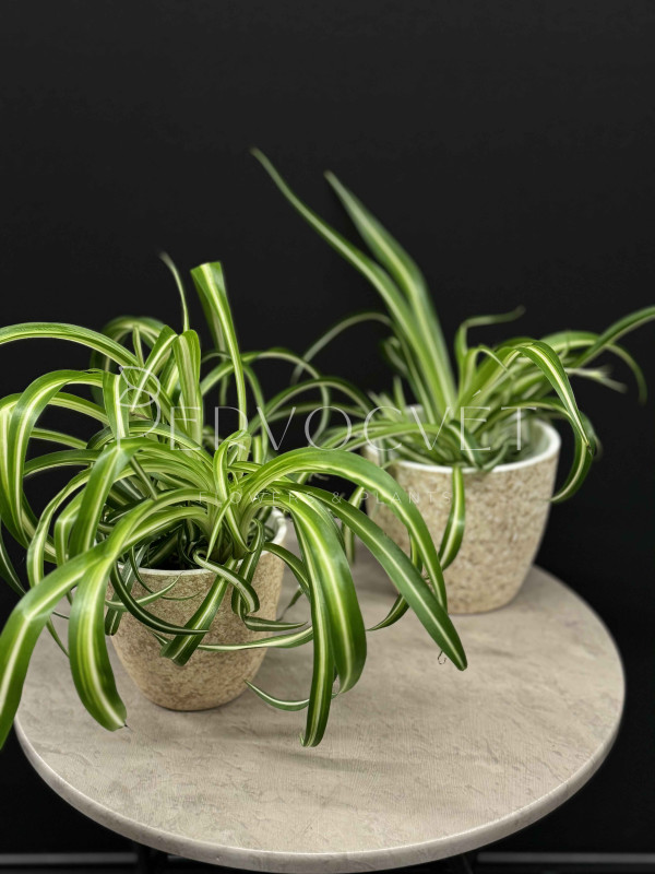 Хлорофитум 30 см