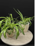 Хлорофитум 30 см