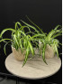 Хлорофитум 30 см
