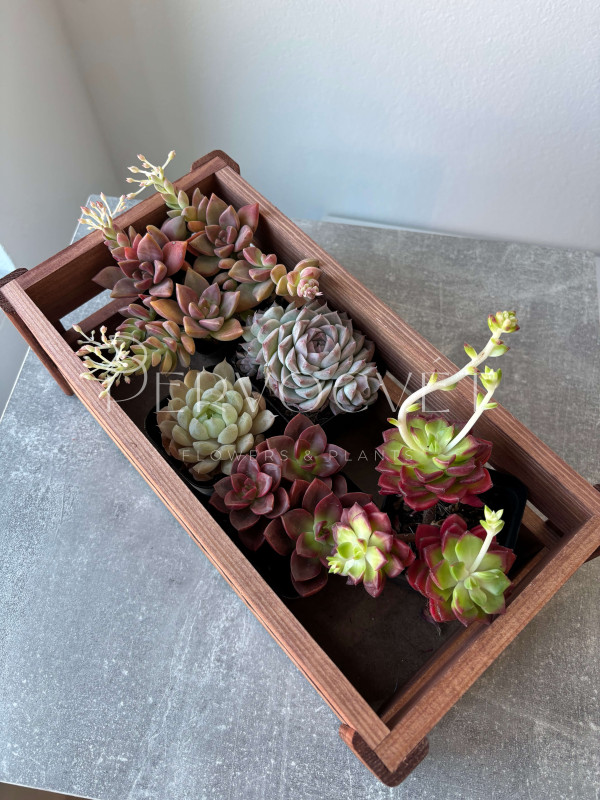 Суккулент Микc д 7 см