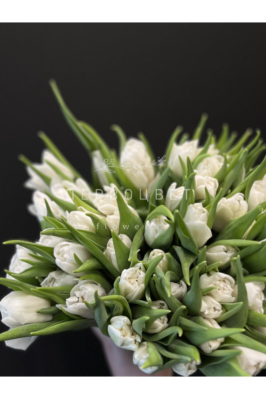 Тюльпан Белый Пионовидный