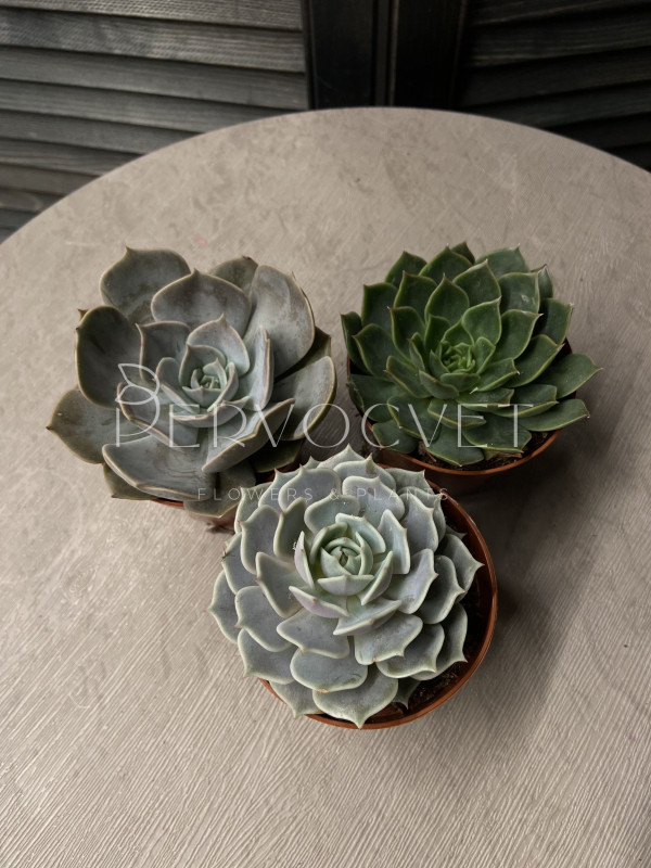 Эхеверия Микс д 8 см