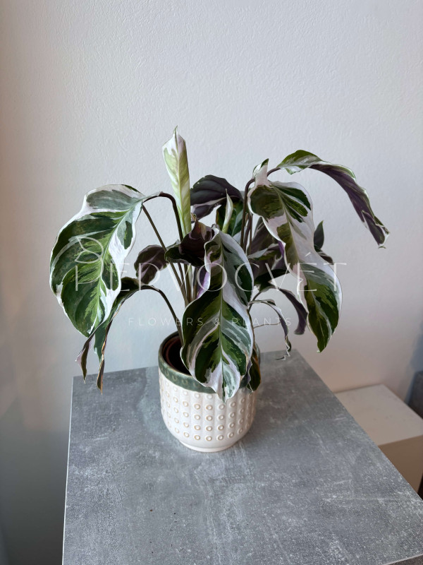 Калатея Фьюжн Вайт 50 см