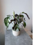 Калатея Фьюжн Вайт 50 см